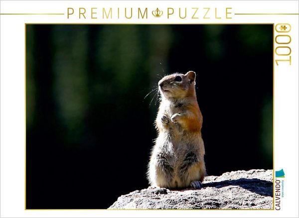 CALVENDO Puzzle Chipmunk | 1000 Teile Lege-Größe 64 × 48 cm Foto-Puzzle für glückliche Stunden