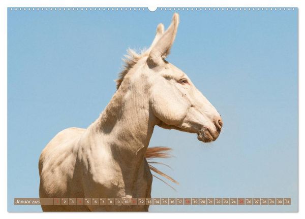 Produktbild: Lichtbringer - &Ouml;sterreichisch-Ungarische Barockesel (hochwertiger Premium Wandkalender 2026 DIN A2 quer), Kunstdruck in Hochglanz