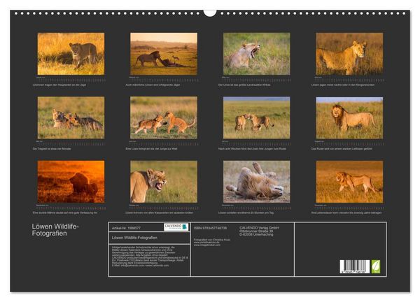 Produktbild: L&ouml;wen Wildlife-Fotografien (Wandkalender 2026 DIN A2 quer), CALVENDO Monatskalender
