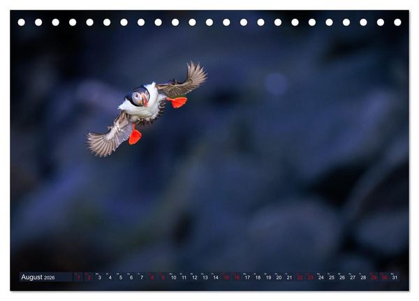 Produktbild: Puffins - Papageientaucher auf Island (Tischkalender 2026 DIN A5 quer), CALVENDO Monatskalender