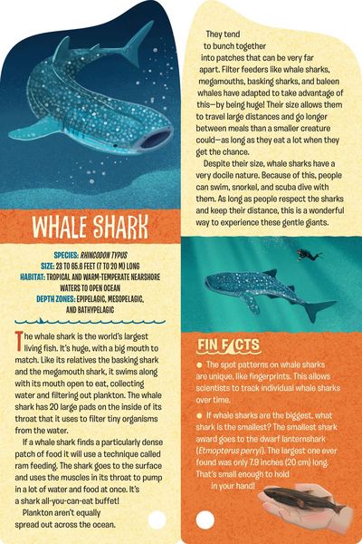 Produktbild: Fandex Kids: Sharks