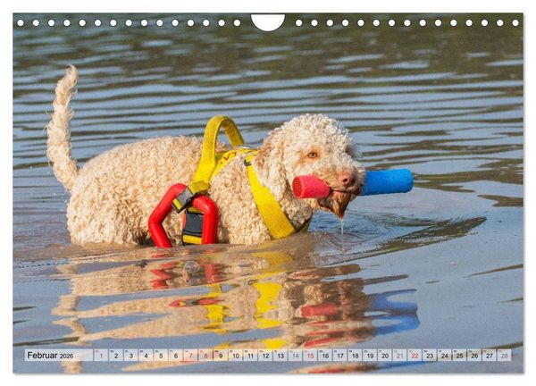 Produktbild: Lagotto Romagnolo - Ein Hund zum Verlieben (Wandkalender 2026 DIN A4 quer), CALVENDO Monatskalender
