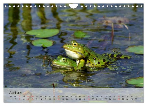 Produktbild: Frosch m&uuml;sste man sein! (Wandkalender 2026 DIN A4 quer), CALVENDO Monatskalender