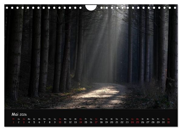 Produktbild: Lichter im Wald (Wandkalender 2026 DIN A4 quer), CALVENDO Monatskalender