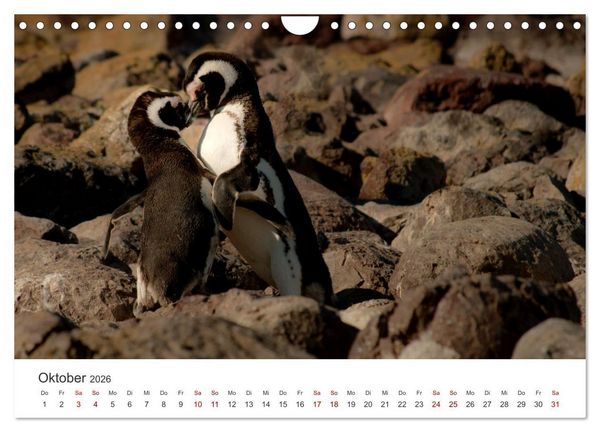 Produktbild: Argentinien - vielseitig und kontrastreich (Wandkalender 2026 DIN A4 quer), CALVENDO Monatskalender