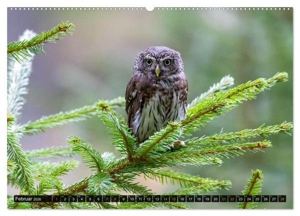 Produktbild: Eulen - Fl&uuml;gel der Nacht (Wandkalender 2026 DIN A2 quer), CALVENDO Monatskalender