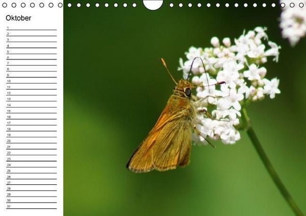 Produktbild: Heimische Schmetterlinge / Geburtstagskalender (Wandkalender immerw&auml;hrend DIN A4 quer)