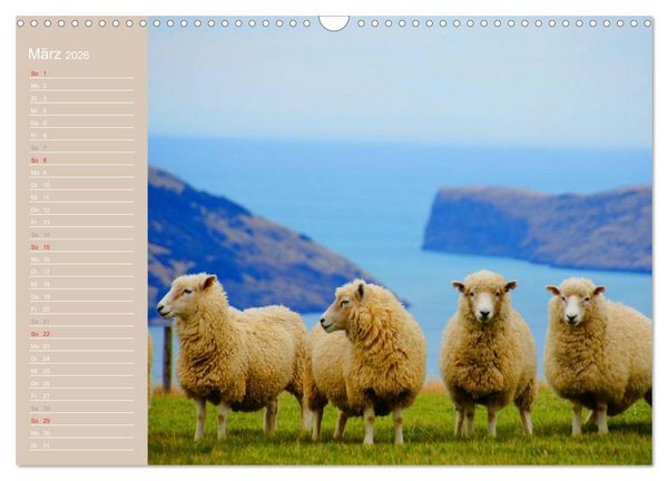 Produktbild: Schafe / Geburtstagskalender (Wandkalender 2026 DIN A3 quer), CALVENDO Monatskalender