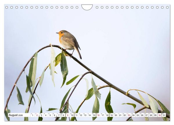 Produktbild: Geliebtes Rotkehlchen (Wandkalender 2026 DIN A4 quer), CALVENDO Monatskalender