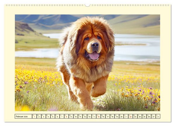 Produktbild: Tibet Mastiffs. Stolze Seelen im Wind der Berge (Wandkalender 2026 DIN A2 quer), CALVENDO Monatskalender