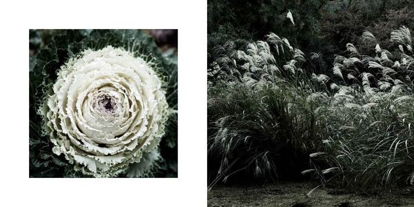 Produktbild: The Magic of Japanese Zen Gardens