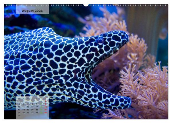 Produktbild: UNTER WASSER Riffaquaristik (hochwertiger Premium Wandkalender 2026 DIN A2 quer), Kunstdruck in Hochglanz