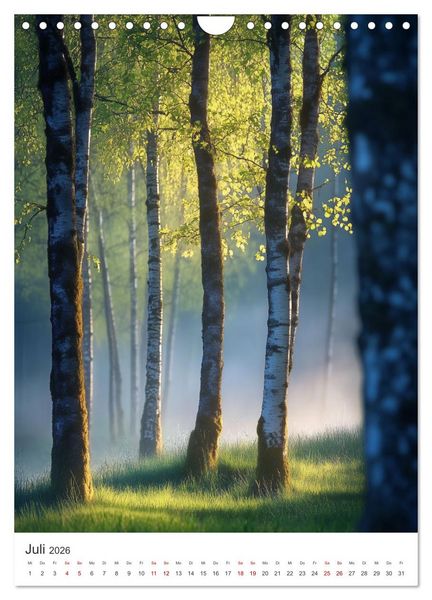 Produktbild: Im Herzen des Birkenwaldes (Wandkalender 2026 DIN A4 hoch), CALVENDO Monatskalender