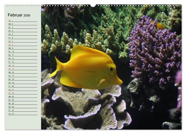 Produktbild: Die Welt der Riffe. Seesterne, Korallen, Anemonen (hochwertiger Premium Wandkalender 2026 DIN A2 quer), Kunstdruck in Hochglanz