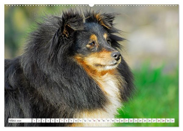 Produktbild: Sheltie - Ein St&uuml;ck vom Gl&uuml;ck (Wandkalender 2026 DIN A2 quer), CALVENDO Monatskalender
