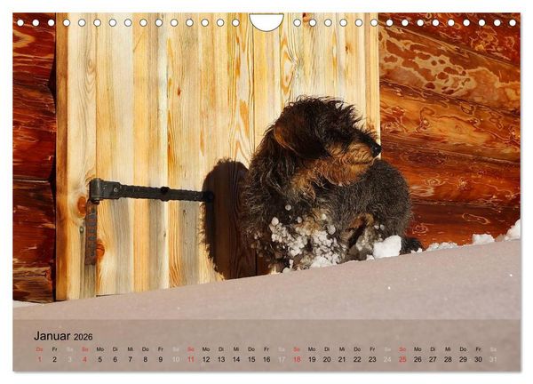 Produktbild: Liebenswerte Clowns (Wandkalender 2026 DIN A4 quer), CALVENDO Monatskalender
