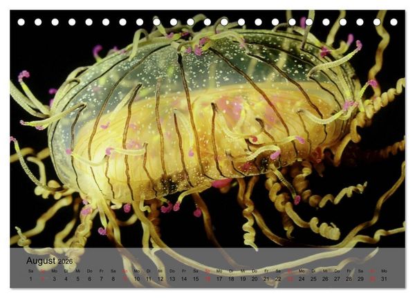Produktbild: Quallen. Die Welt der Medusen (Tischkalender 2026 DIN A5 quer), CALVENDO Monatskalender