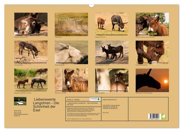 Produktbild: Liebenswerte Langohren - Die Sch&ouml;nheit der Esel (Wandkalender 2026 DIN A2 quer), CALVENDO Monatskalender
