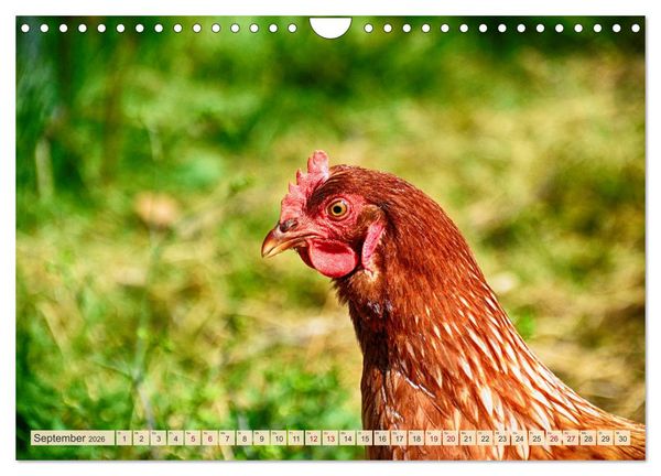 Produktbild: Charmante H&uuml;hner (Wandkalender 2026 DIN A4 quer), CALVENDO Monatskalender