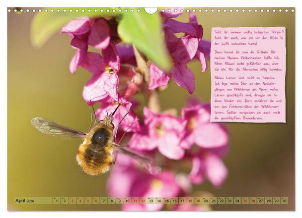 Produktbild: GEOclick Lernkalender: Insekten (Wandkalender 2026 DIN A3 quer), CALVENDO Monatskalender