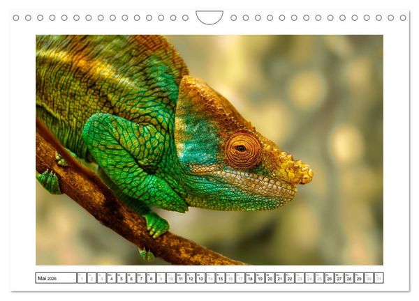 Produktbild: Tierisch tolles Madagaskar - Cham&auml;leons, Lemuren und mehr (Wandkalender 2026 DIN A4 quer), CALVENDO Monatskalender