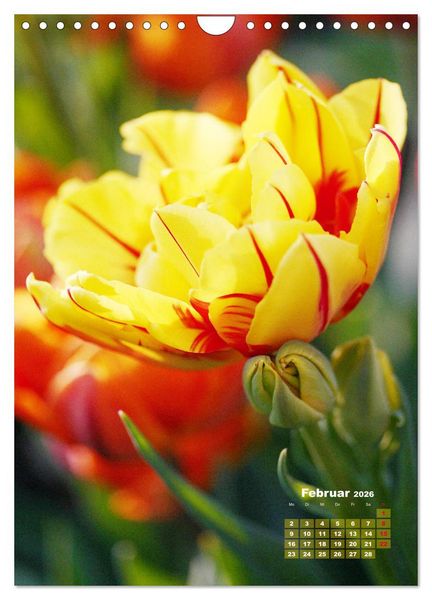 Produktbild: Ein buntes Tulpenjahr (Wandkalender 2026 DIN A4 hoch), CALVENDO Monatskalender