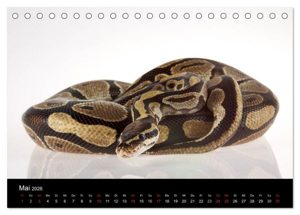 Produktbild: Reptilien & Co. (Tischkalender 2026 DIN A5 quer), CALVENDO Monatskalender