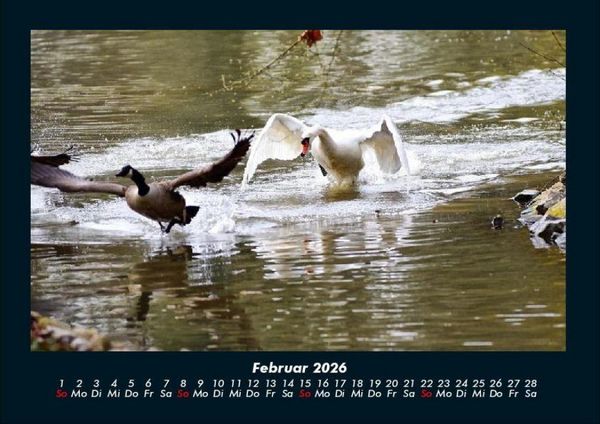 Produktbild: Enten 2026 Fotokalender DIN A4