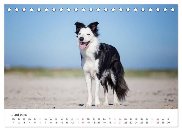 Produktbild: Border Collies 2026 (Tischkalender 2026 DIN A5 quer), CALVENDO Monatskalender
