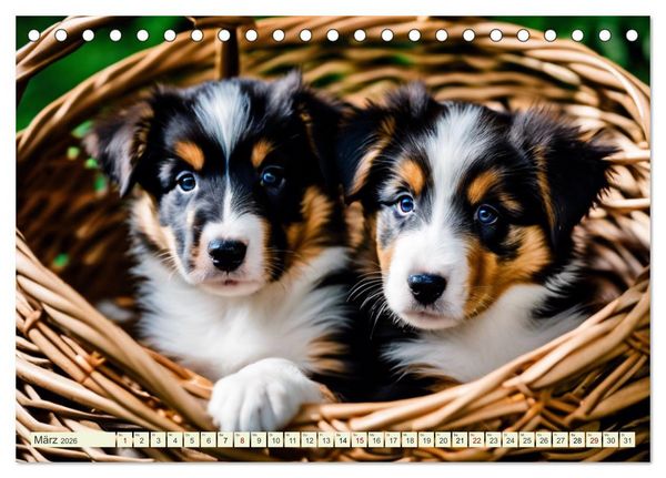 Produktbild: Traumhund Collie (Tischkalender 2026 DIN A5 quer), CALVENDO Monatskalender
