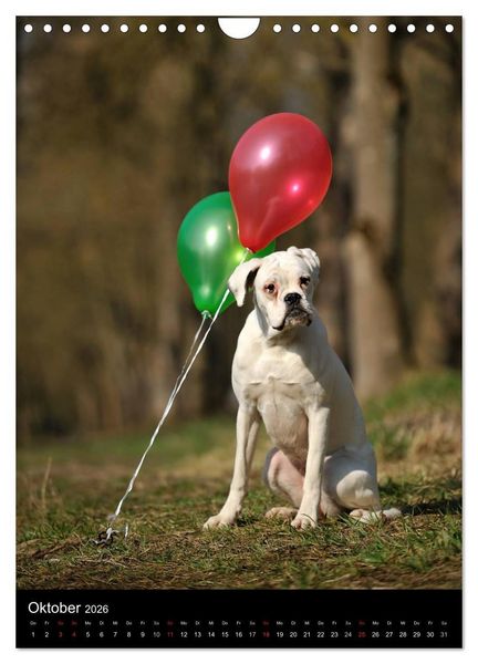 Produktbild: Boxer? Na klar! (Wandkalender 2026 DIN A4 hoch), CALVENDO Monatskalender