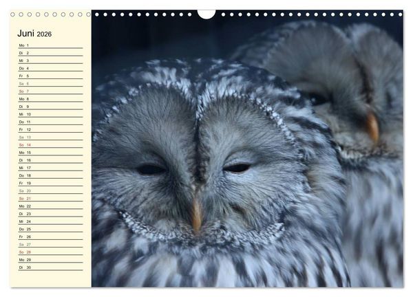 Produktbild: Greifv&ouml;gel (Wandkalender 2026 DIN A3 quer), CALVENDO Monatskalender