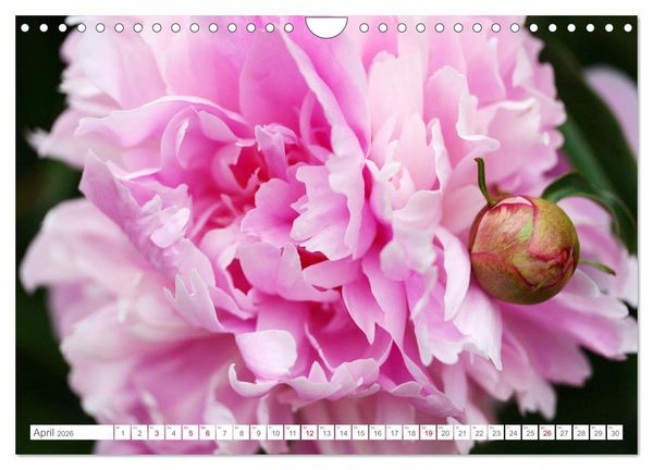 Produktbild: Pfingstrosenbl&uuml;ten (Wandkalender 2026 DIN A4 quer), CALVENDO Monatskalender