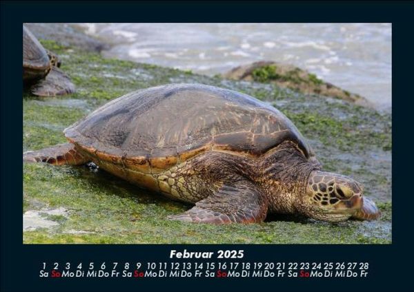 Produktbild: Schildkr&ouml;tenzauber 2025 Fotokalender DIN A5