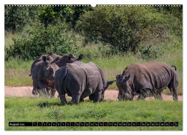Produktbild: Afrikas wilde Tiere (Wandkalender 2026 DIN A2 quer), CALVENDO Monatskalender