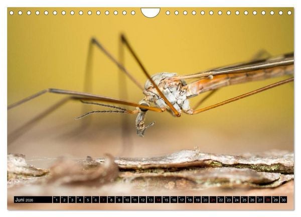 Produktbild: Kleine Wesen &ndash; Makroaufnahmen von einheimischen Insekten (Wandkalender 2026 DIN A4 quer), CALVENDO Monatskalender