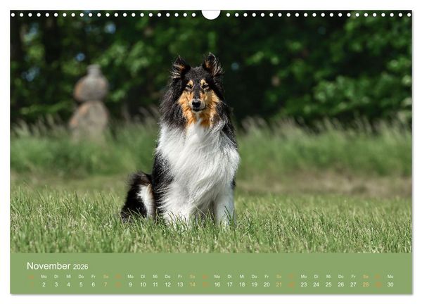 Produktbild: Fantastische Collies - Sieger der Herzen (Wandkalender 2026 DIN A3 quer), CALVENDO Monatskalender