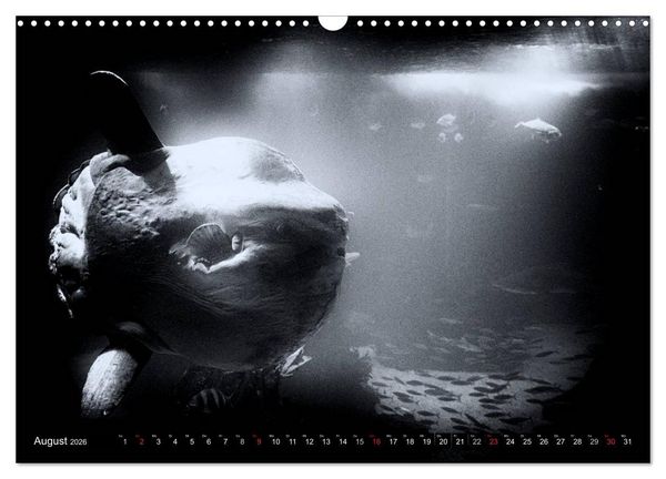 Produktbild: Meerestiere Bilder in Schwarz Weiss (Wandkalender 2026 DIN A3 quer), CALVENDO Monatskalender