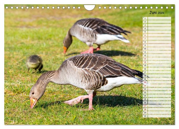 Produktbild: Geliebte Tiere auf dem Bauernhof (Wandkalender 2026 DIN A4 quer), CALVENDO Monatskalender
