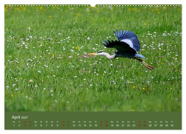 Produktbild: Reiher in der Elbmarsch (hochwertiger Premium Wandkalender 2027 DIN A2 quer), Kunstdruck in Hochglanz