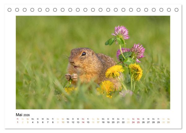 Produktbild: Wiener Tierwelt (Tischkalender 2026 DIN A5 quer), CALVENDO Monatskalender