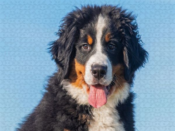 Produktbild: CALVENDO Puzzle Ein entz&uuml;ckender junger Berner Sennenhund | 1000 Teile Lege-Gr&ouml;&szlig;e 64x48cm Foto-Puzzle f&uuml;r gl&uuml;ckliche Stunden