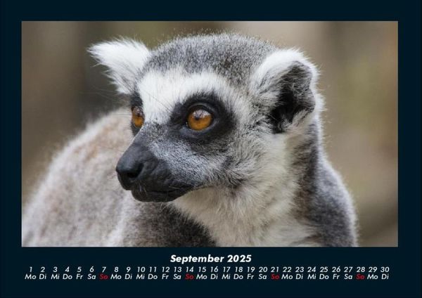 Produktbild: Tiere in der Wildnis 2025 Fotokalender DIN A4