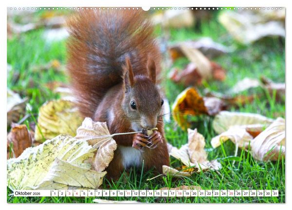 Produktbild: Eichh&ouml;rnchen in freier Natur (hochwertiger Premium Wandkalender 2026 DIN A2 quer), Kunstdruck in Hochglanz