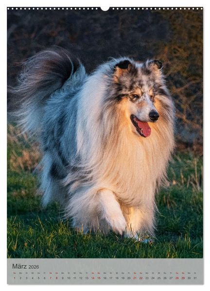 Produktbild: Traumhund Collie - Liebe auf vier Pfoten (Wandkalender 2026 DIN A2 hoch), CALVENDO Monatskalender