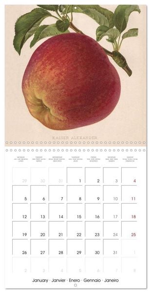 Produktbild: Art & Pomology - Apples 2026 (Wall Calendar 2026 12 &times; 12 Inch) CALVENDO 12 Month Wall Calendar