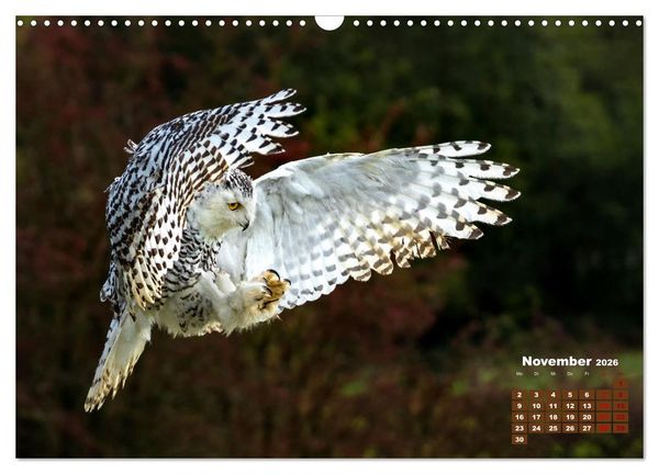 Produktbild: Tiere in freier Wildbahn by VogtArt (Wandkalender 2026 DIN A3 quer), CALVENDO Monatskalender