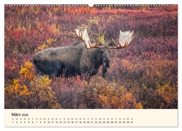 Produktbild: Der Elch - K&ouml;nig des Nordens (hochwertiger Premium Wandkalender 2026 DIN A2 quer), Kunstdruck in Hochglanz