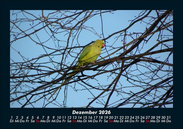Produktbild: V&ouml;gel 2026 Fotokalender DIN A5