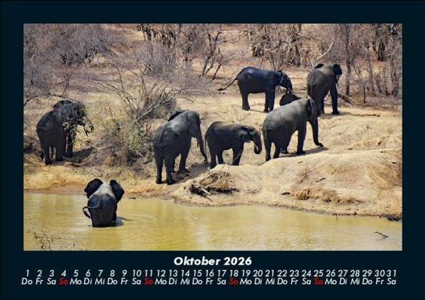 Produktbild: Der Elefantenkalender 2026 Fotokalender DIN A5